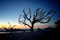 Driftwood Beach-Jekyll Island, GA
